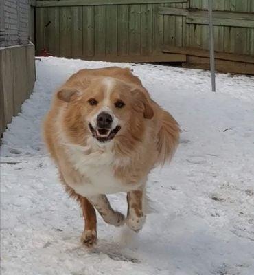 Ajax (20190921-01), a Adoptable mixed breed in Ridgeway, ON image 5/6