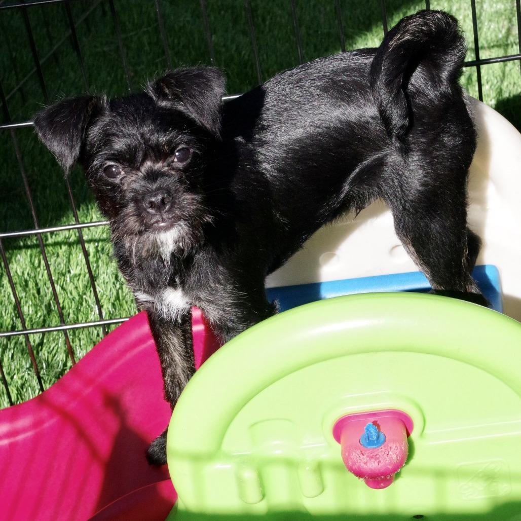 Puppy Steve, Adoptable, Puppy Male Schnauzer & French Bulldog.
