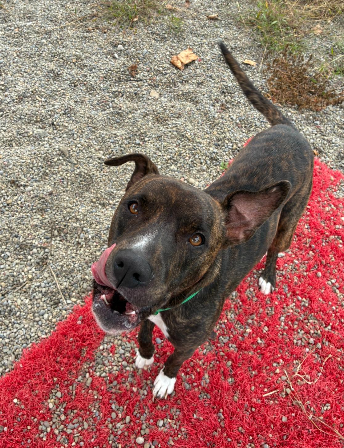 Enlarge Opie, a Adoptable Boxer in Hornell, NY image 3/3
