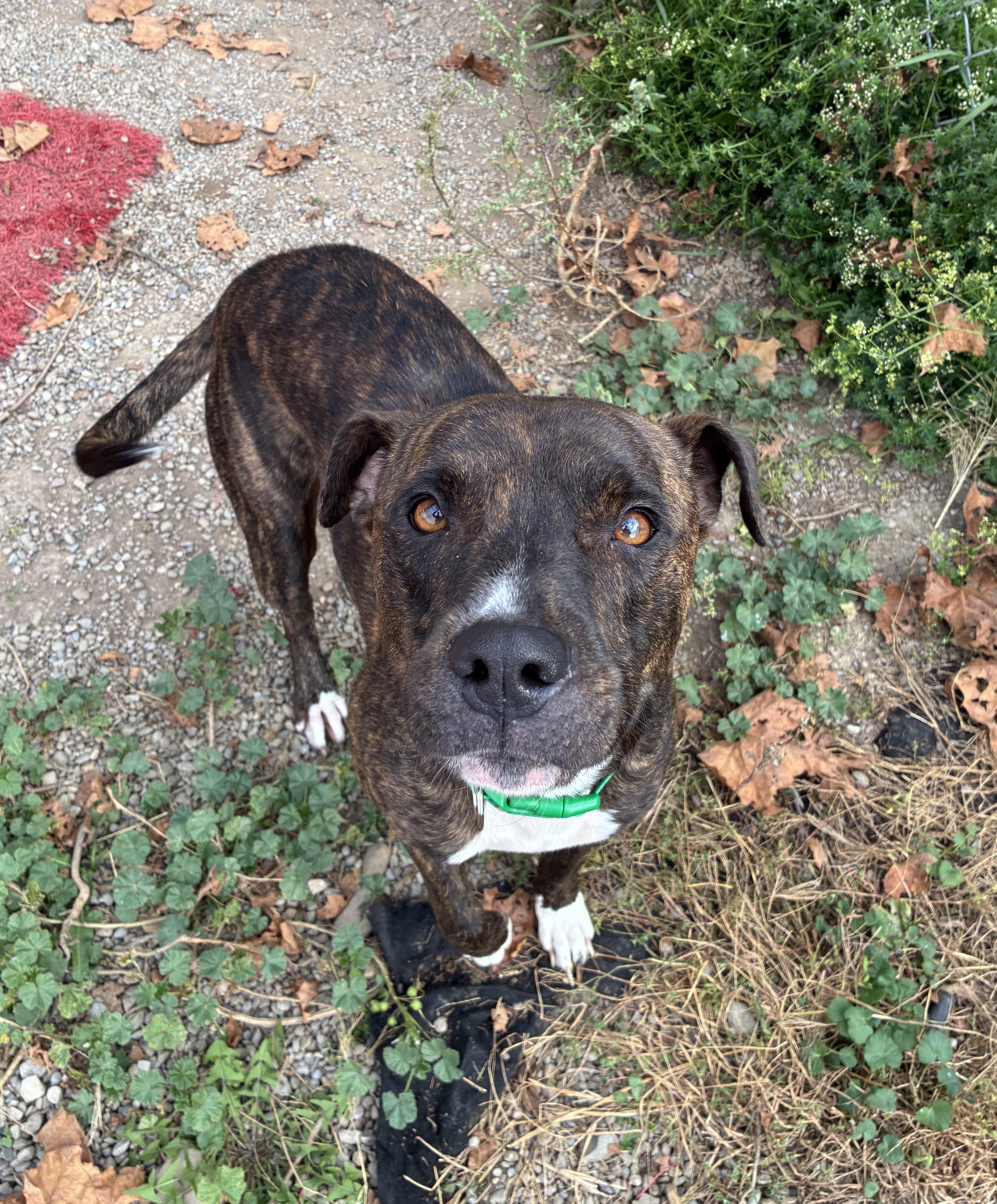Enlarge Opie, a Adoptable Boxer in Hornell, NY image 1/3