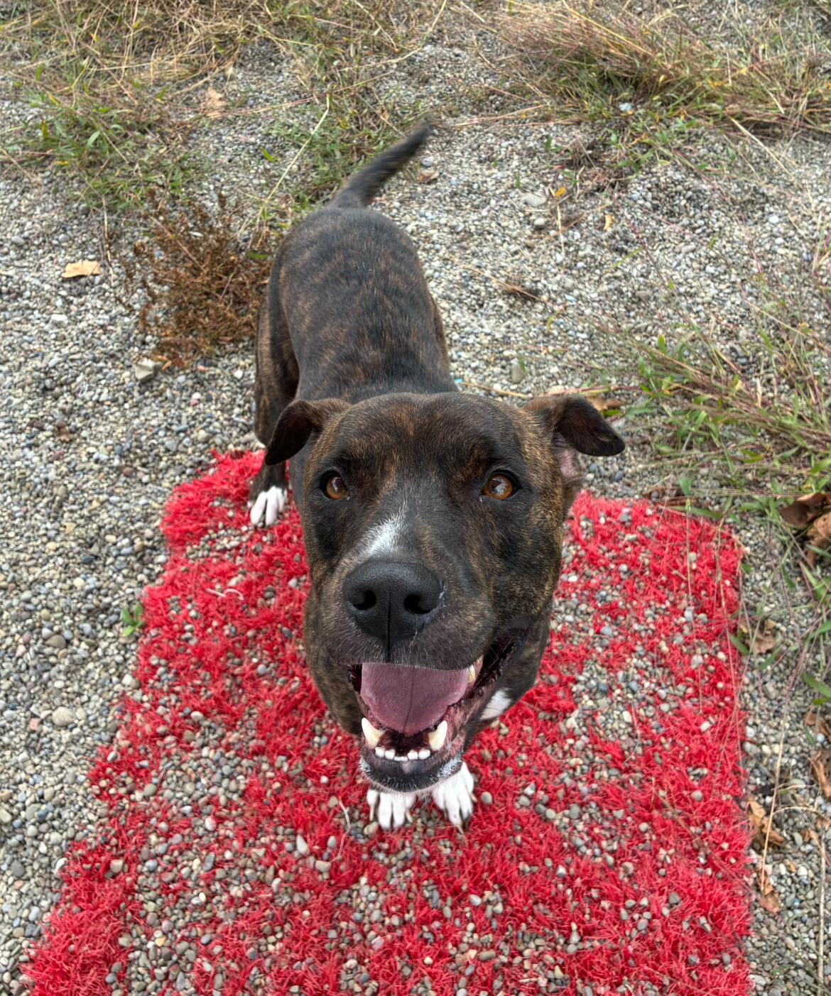 Enlarge Opie, a Adoptable Boxer in Hornell, NY image 2/3