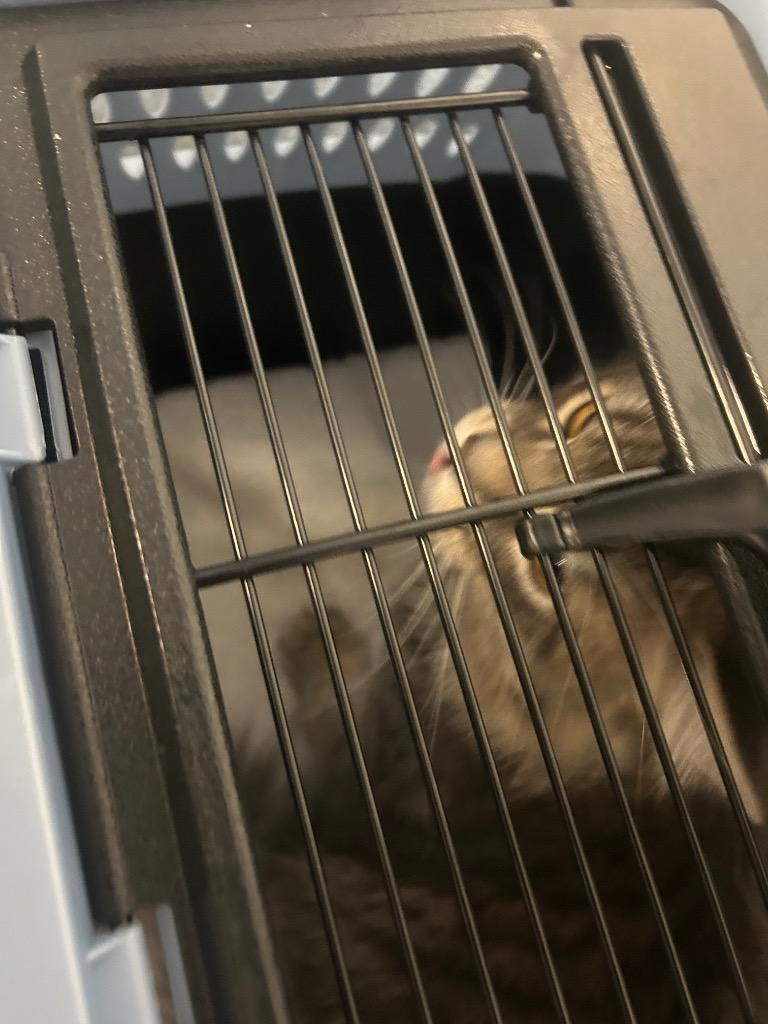 Enlarge Mr. Whiskers, a Adoptable mixed breed in Detroit, MI image 2/2