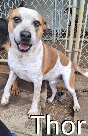 Enlarge Thor, a Adoptable mixed breed in Mountain View, AR image 1/3