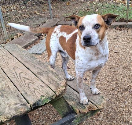 Enlarge Thor, a Adoptable mixed breed in Mountain View, AR image 2/3