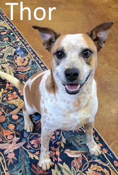 Enlarge Thor, a Adoptable mixed breed in Mountain View, AR image 2/3