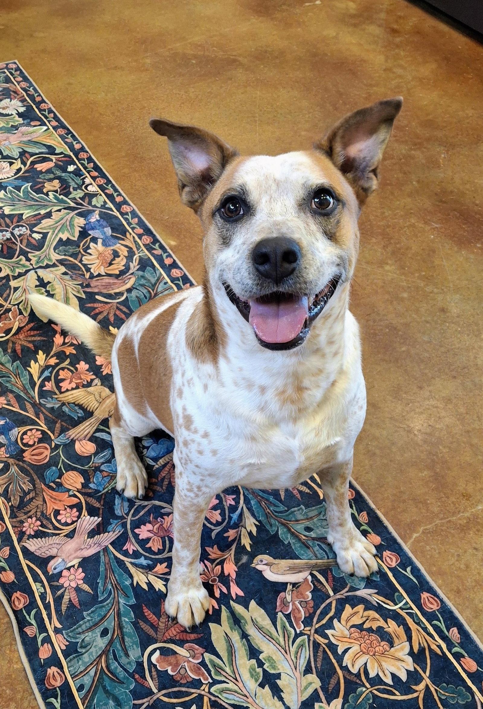 Enlarge Thor, a Adoptable mixed breed in Mountain View, AR image 3/3