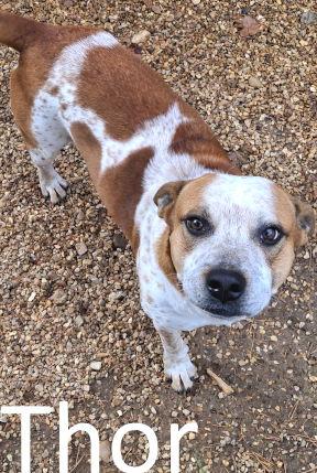 Enlarge Thor, a Adoptable mixed breed in Mountain View, AR image 3/3