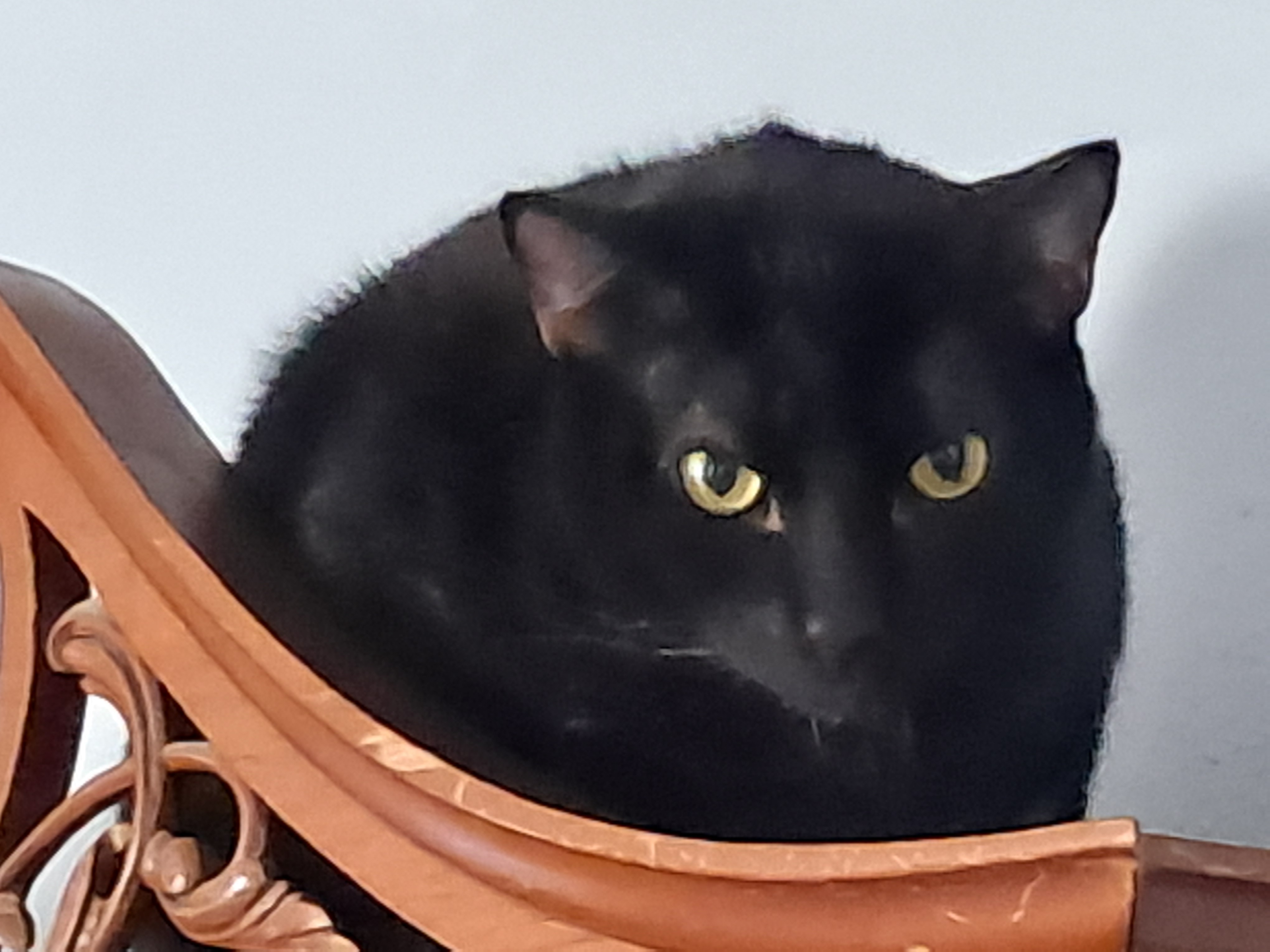 Enlarge Spooky, a Adoptable American Shorthair in Magnolia, TX image 1/6