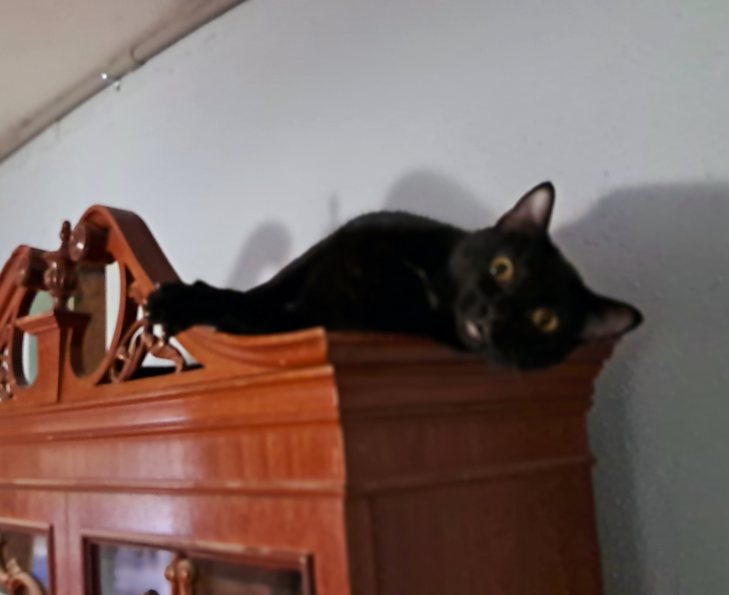 Enlarge Spooky, a Adoptable American Shorthair in Magnolia, TX image 6/6