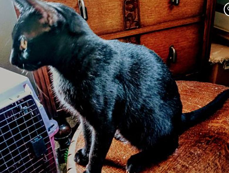 Enlarge Spooky, a Adoptable American Shorthair in Magnolia, TX image 4/6