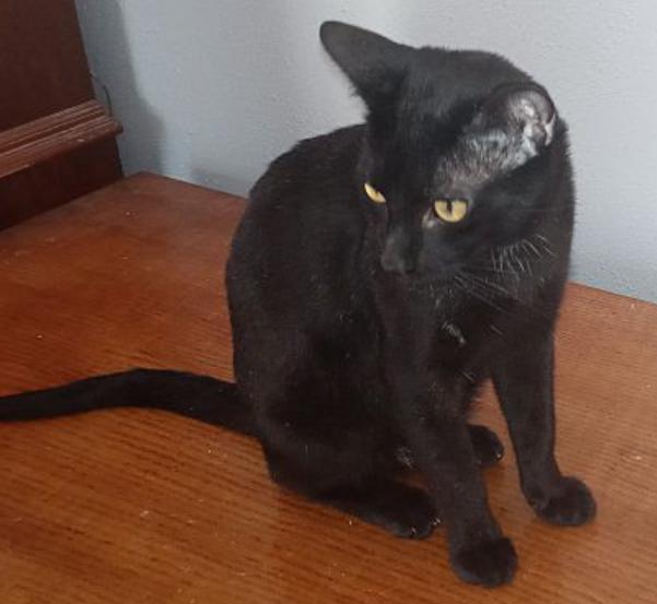 Enlarge Spooky, a Adoptable American Shorthair in Magnolia, TX image 3/6