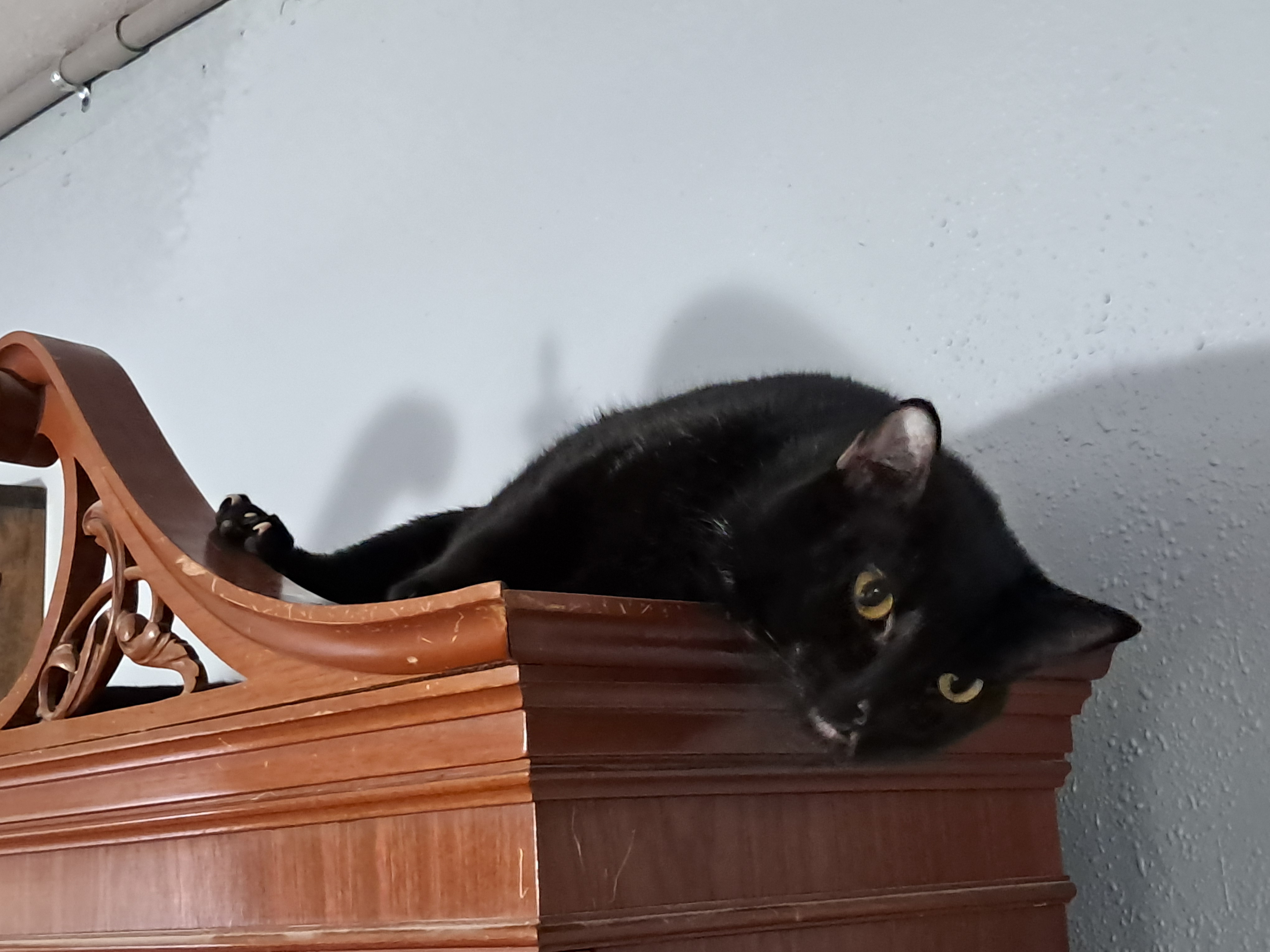 Enlarge Spooky, a Adoptable American Shorthair in Magnolia, TX image 5/6