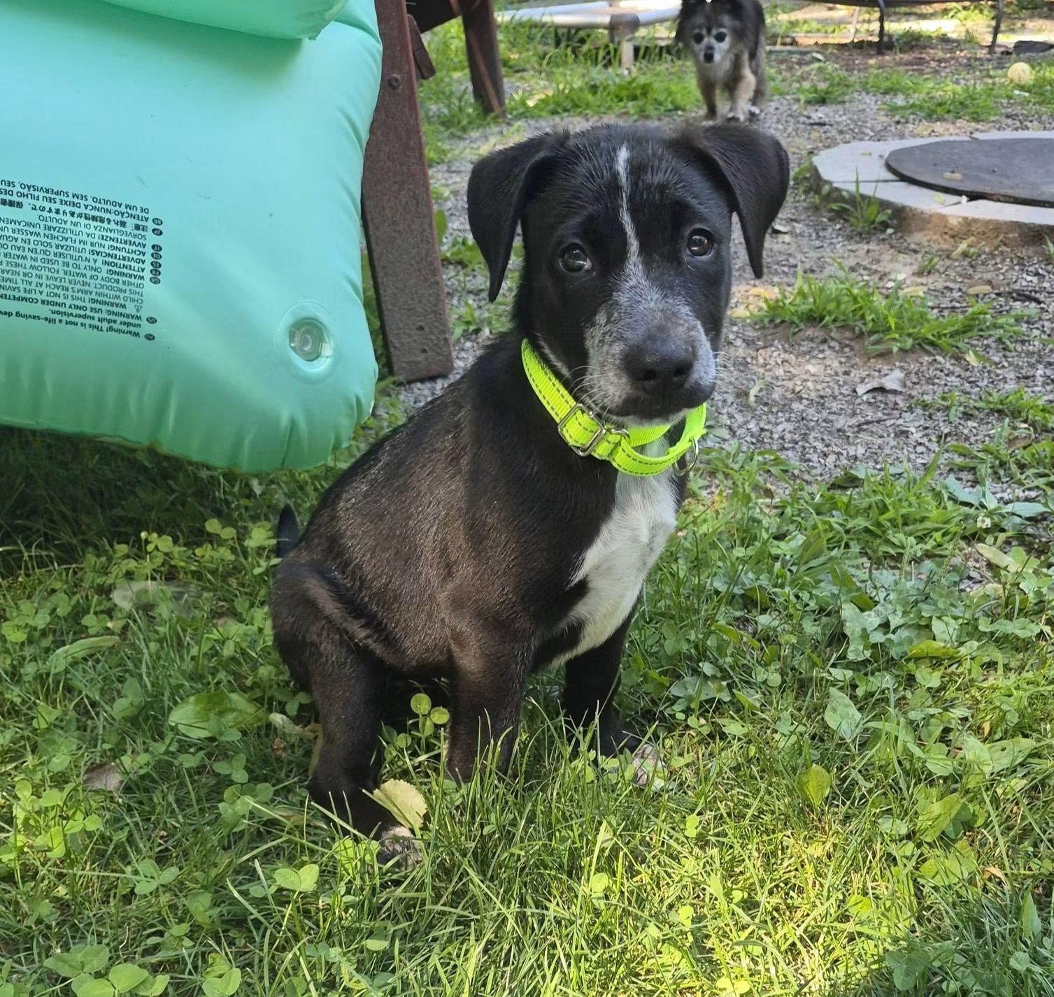 Spot, Adoptable, Puppy Male Shar-Pei.