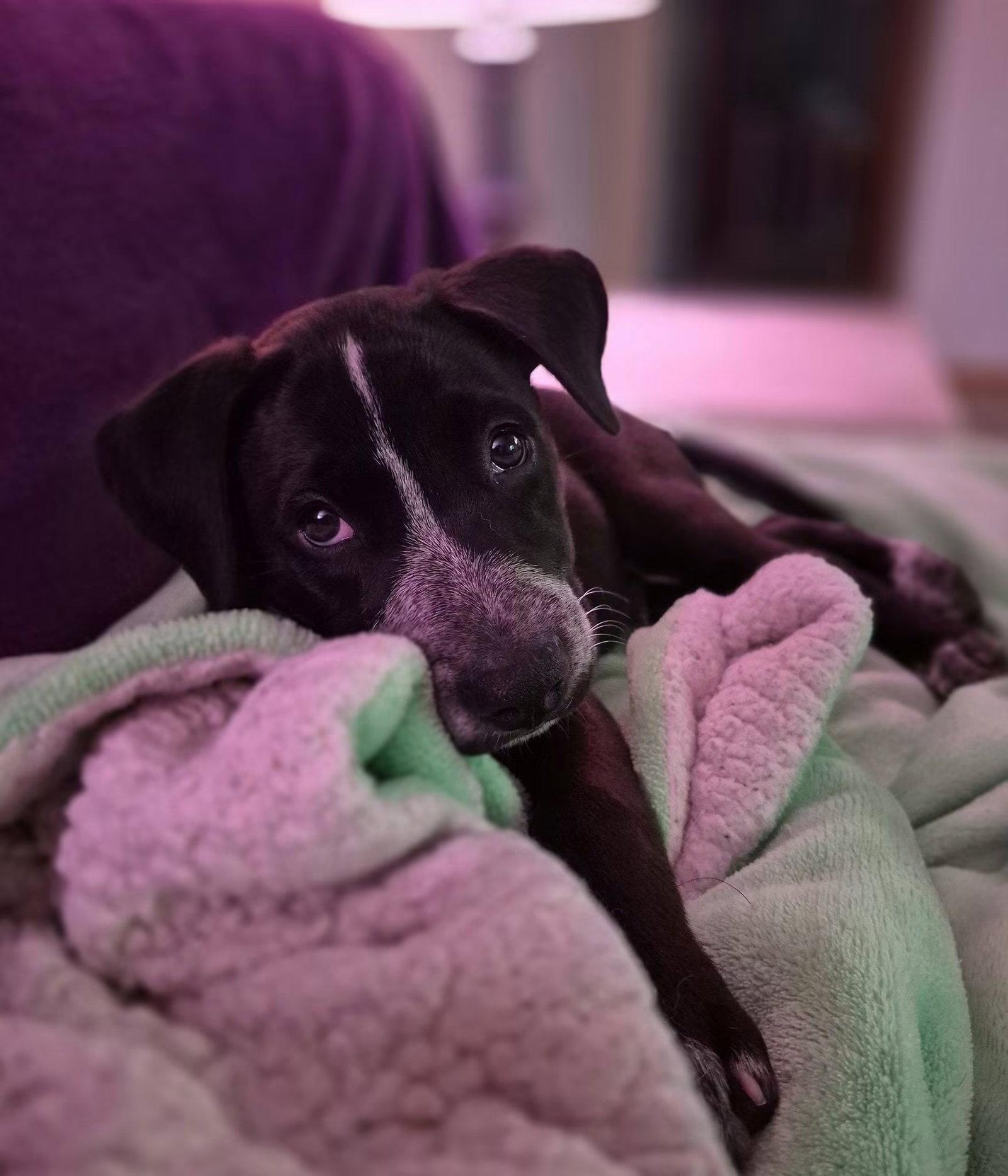 Spot, a Adoptable Shar-Pei in New London, WI image 2/3