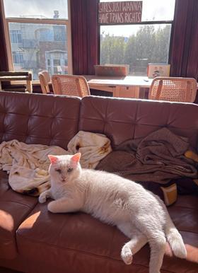 Prince, Adoptable, Adult Male Domestic Short Hair.