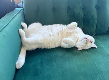 Enlarge Prince, a Adoptable Domestic Short Hair in San Francisco, CA image 2/6