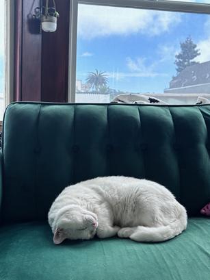 Enlarge Prince, a Adoptable Domestic Short Hair in San Francisco, CA image 3/6