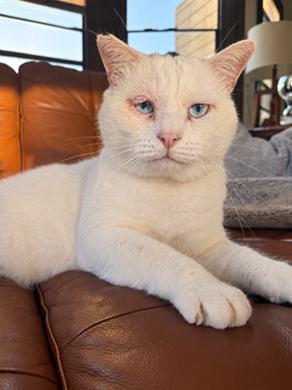 Enlarge Prince, a Adoptable Domestic Short Hair in San Francisco, CA image 4/6