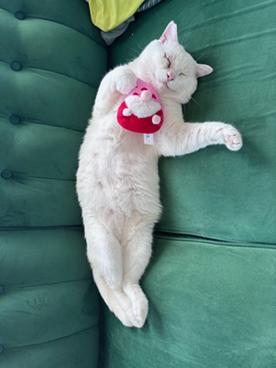 Enlarge Prince, a Adoptable Domestic Short Hair in San Francisco, CA image 5/6