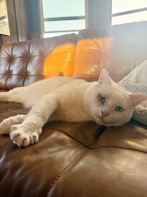 Enlarge Prince, a Adoptable Domestic Short Hair in San Francisco, CA image 6/6