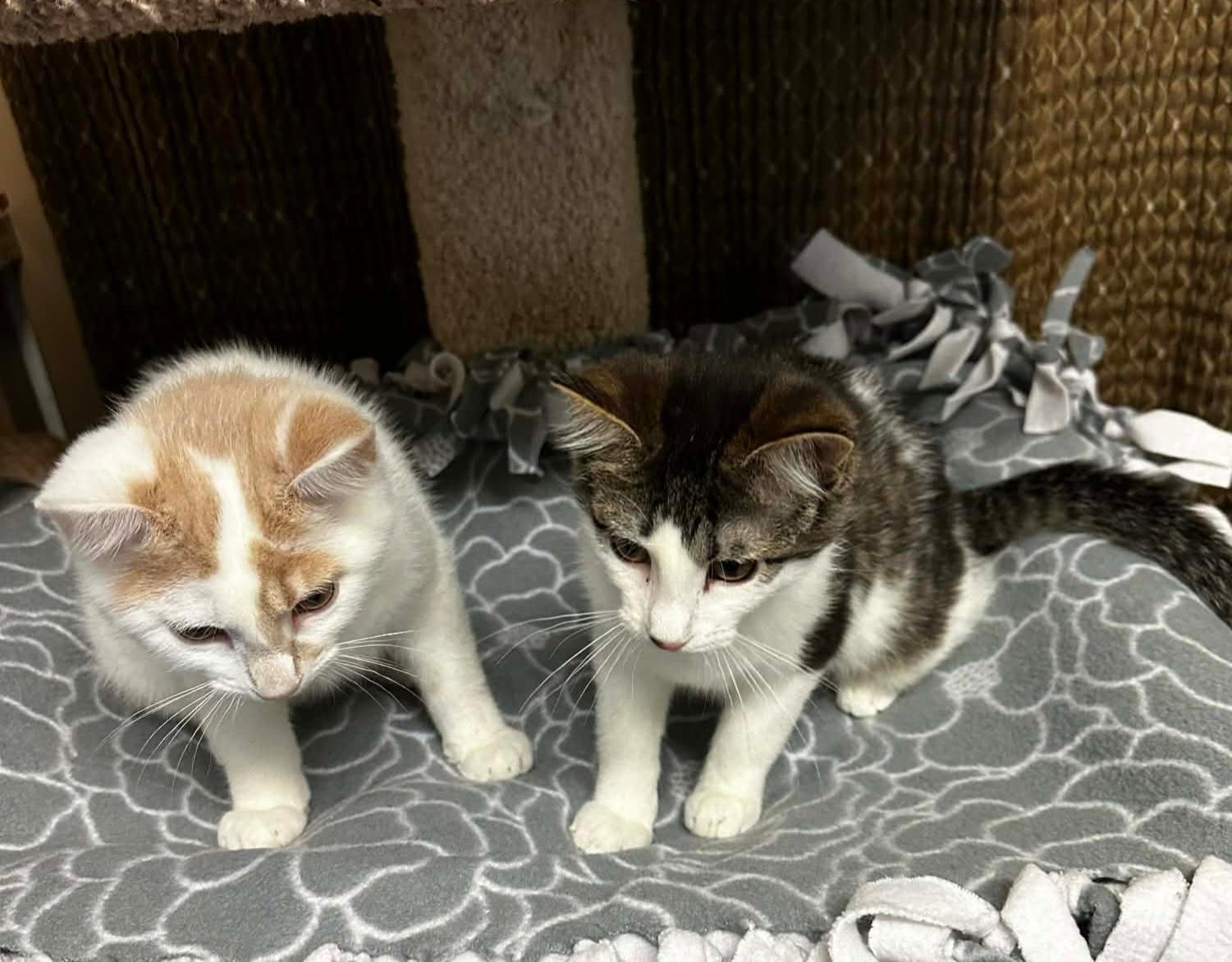 Enlarge MERRY, an adopted Domestic Short Hair in Owatonna, MN image 3/6