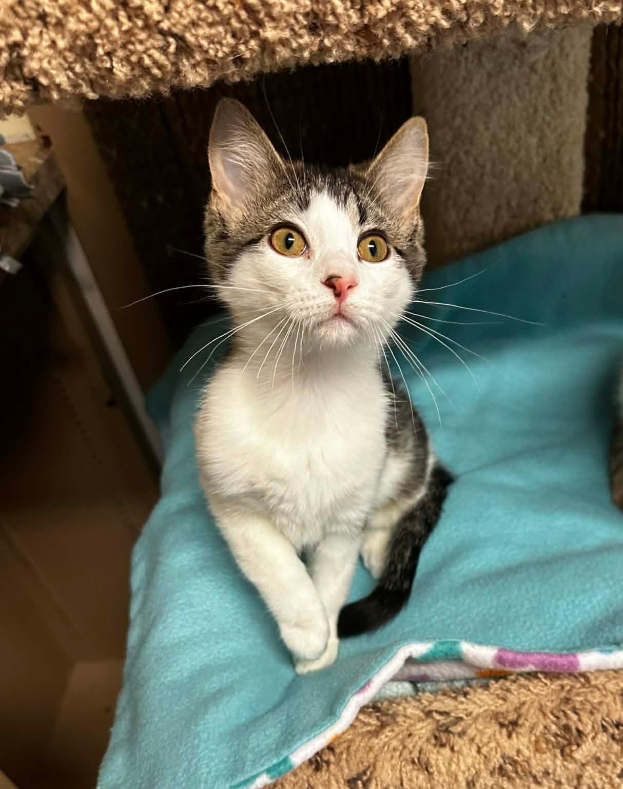 Enlarge MERRY, an adopted Domestic Short Hair in Owatonna, MN image 6/6