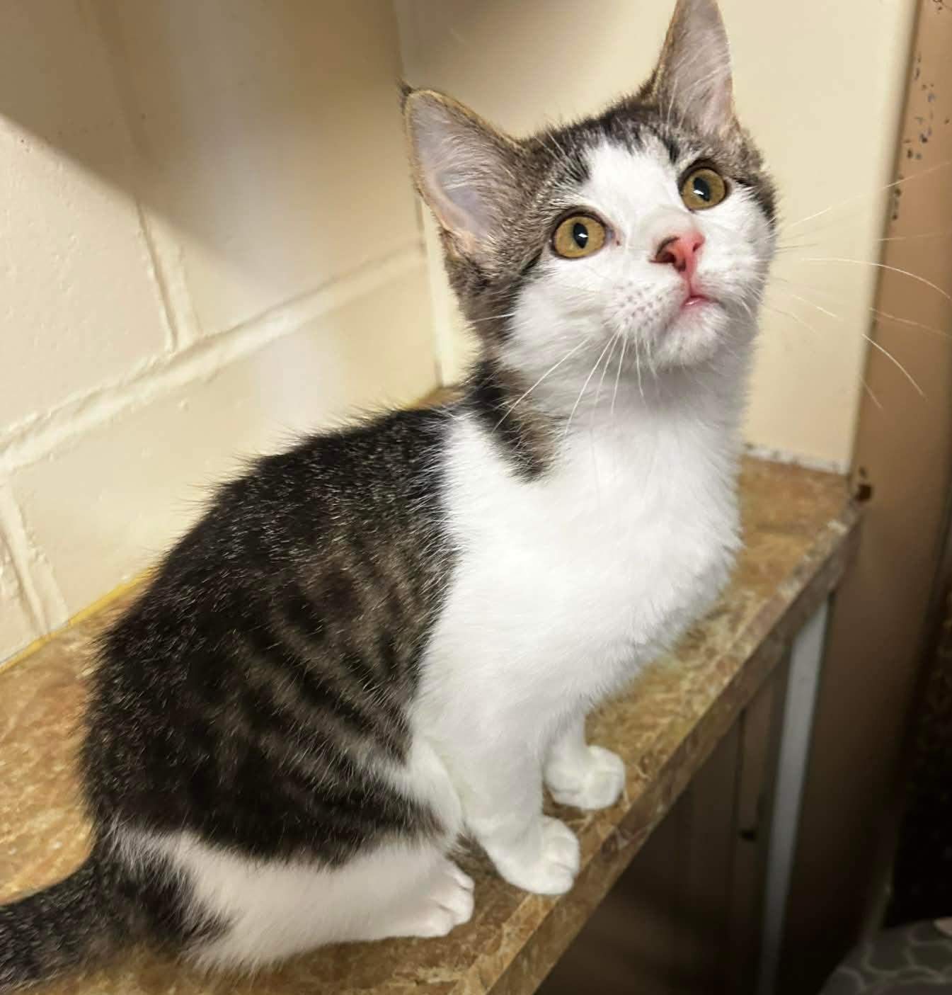 Enlarge MERRY, an adopted Domestic Short Hair in Owatonna, MN image 5/6