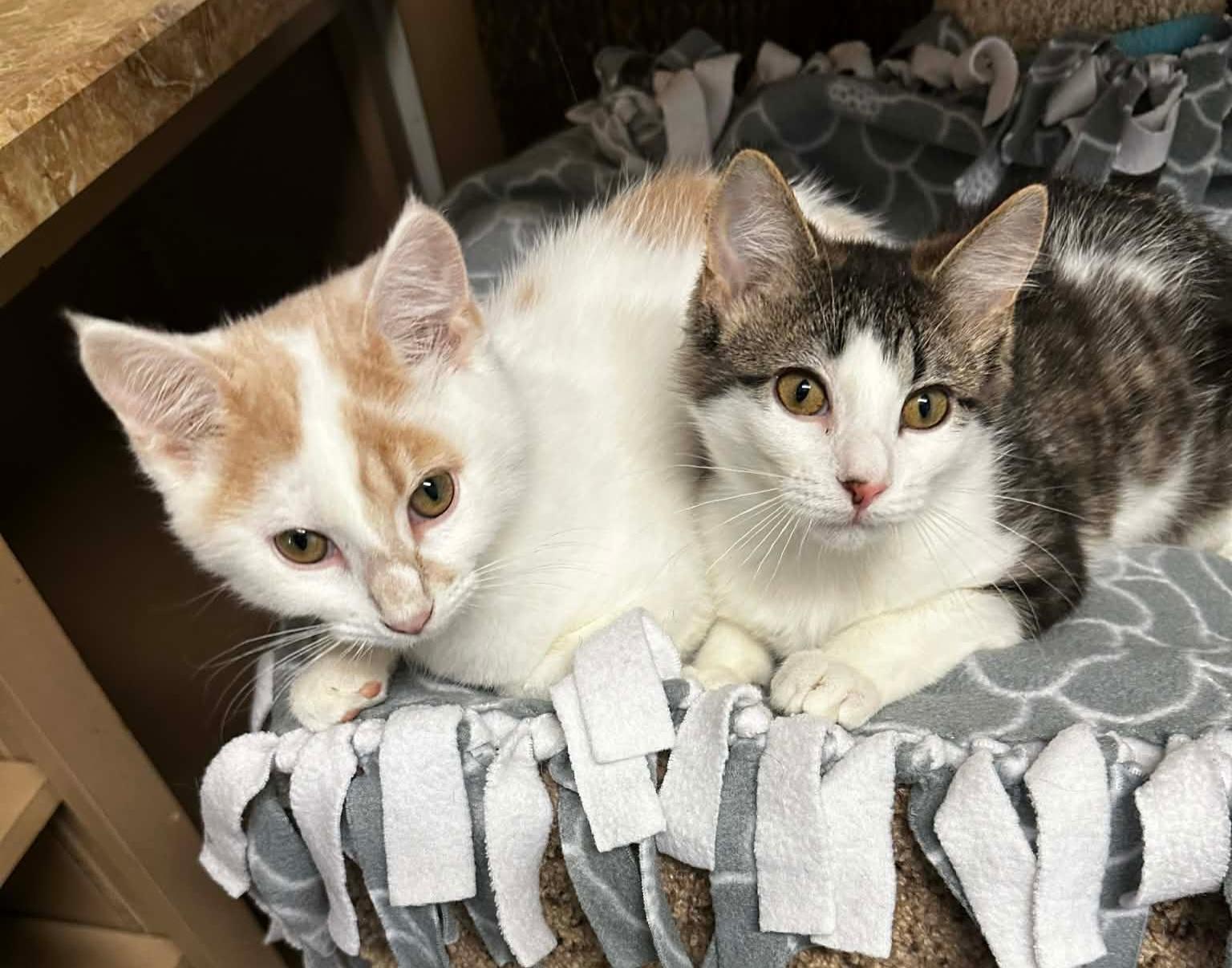 Enlarge MERRY, an adopted Domestic Short Hair in Owatonna, MN image 4/6