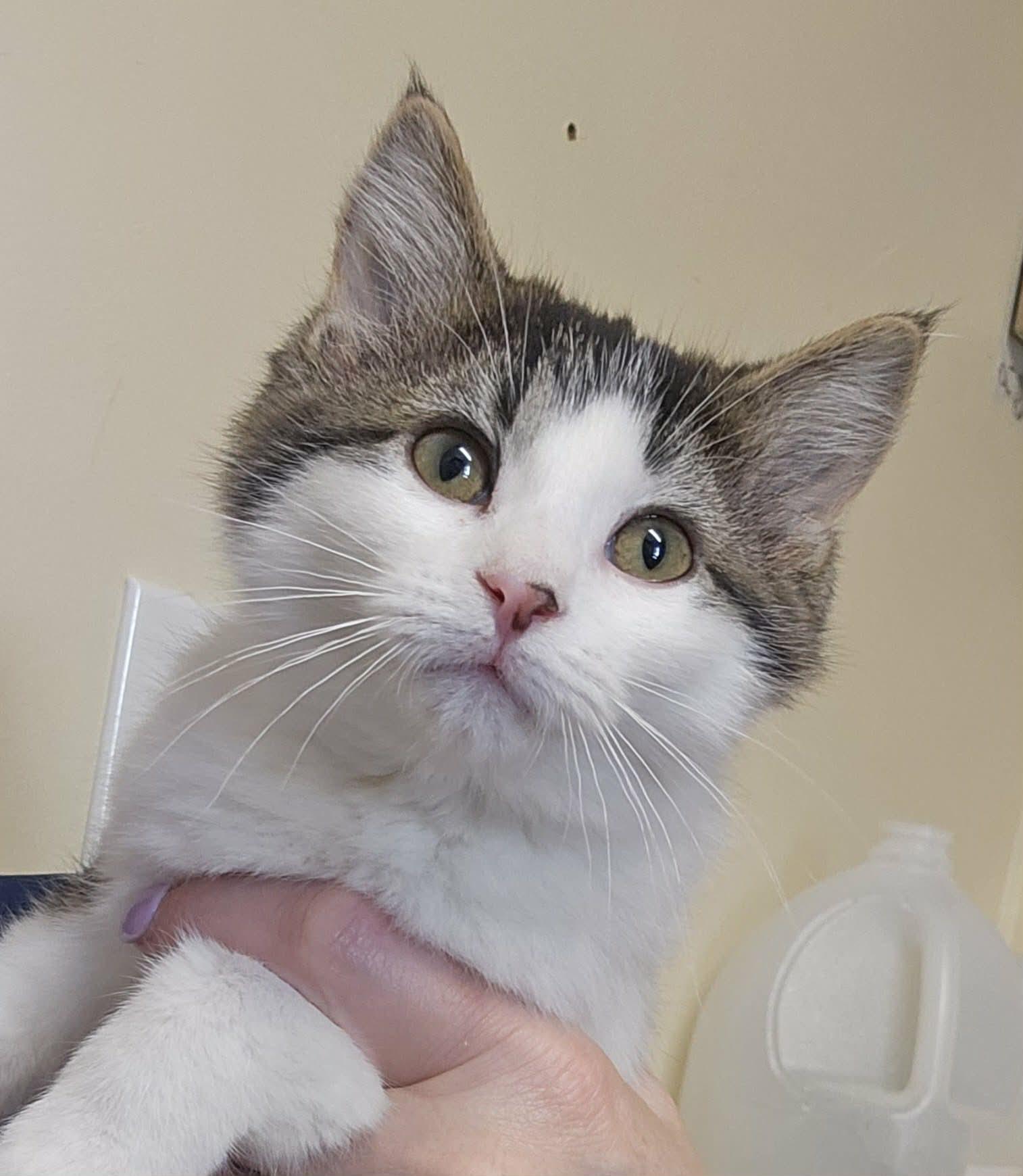 Enlarge MERRY, an adopted Domestic Short Hair in Owatonna, MN image 1/6