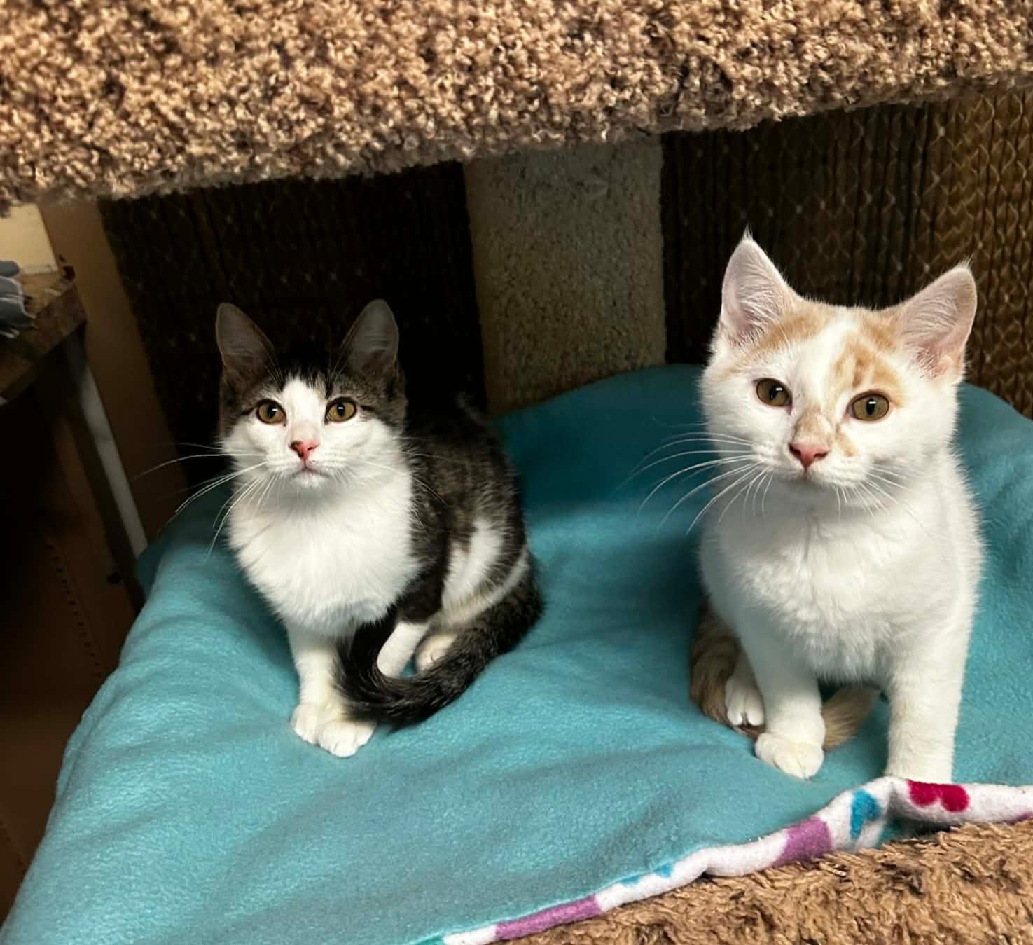 Enlarge MERRY, an adopted Domestic Short Hair in Owatonna, MN image 2/6