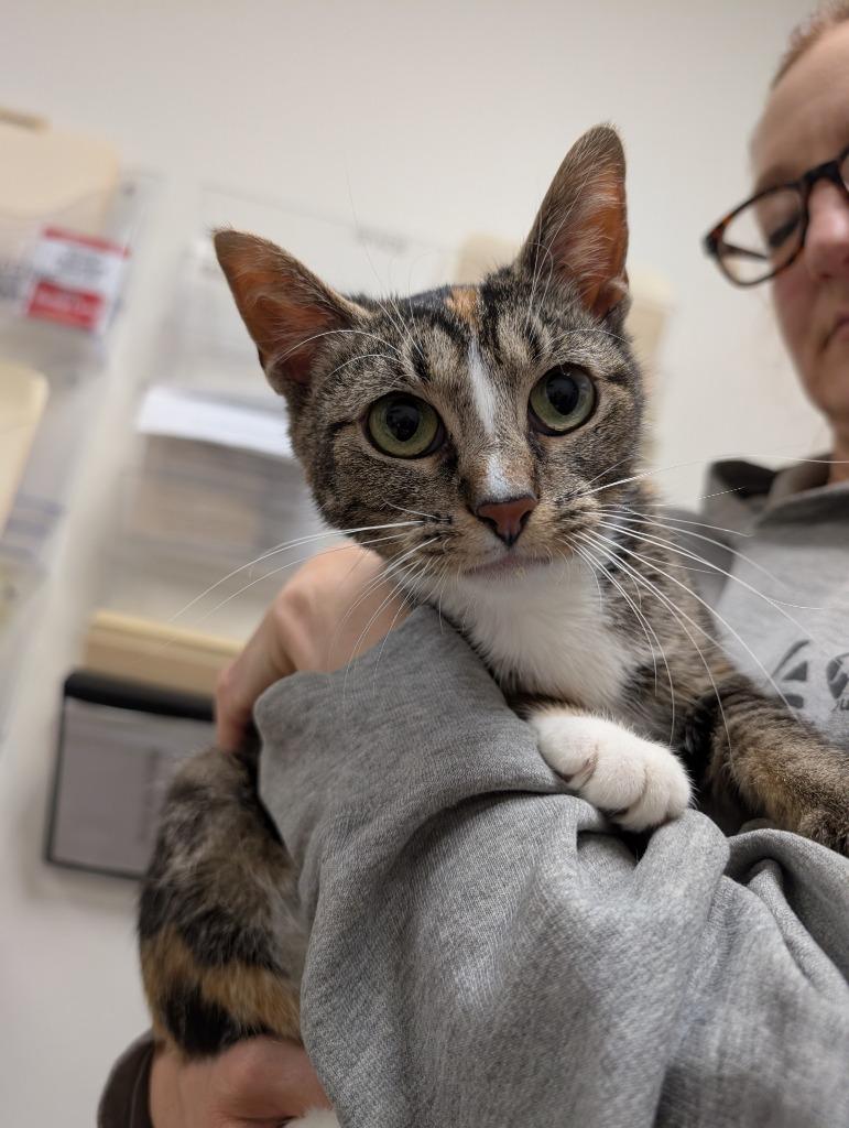 Lainey, Adoptable, Adult Female Domestic Short Hair.