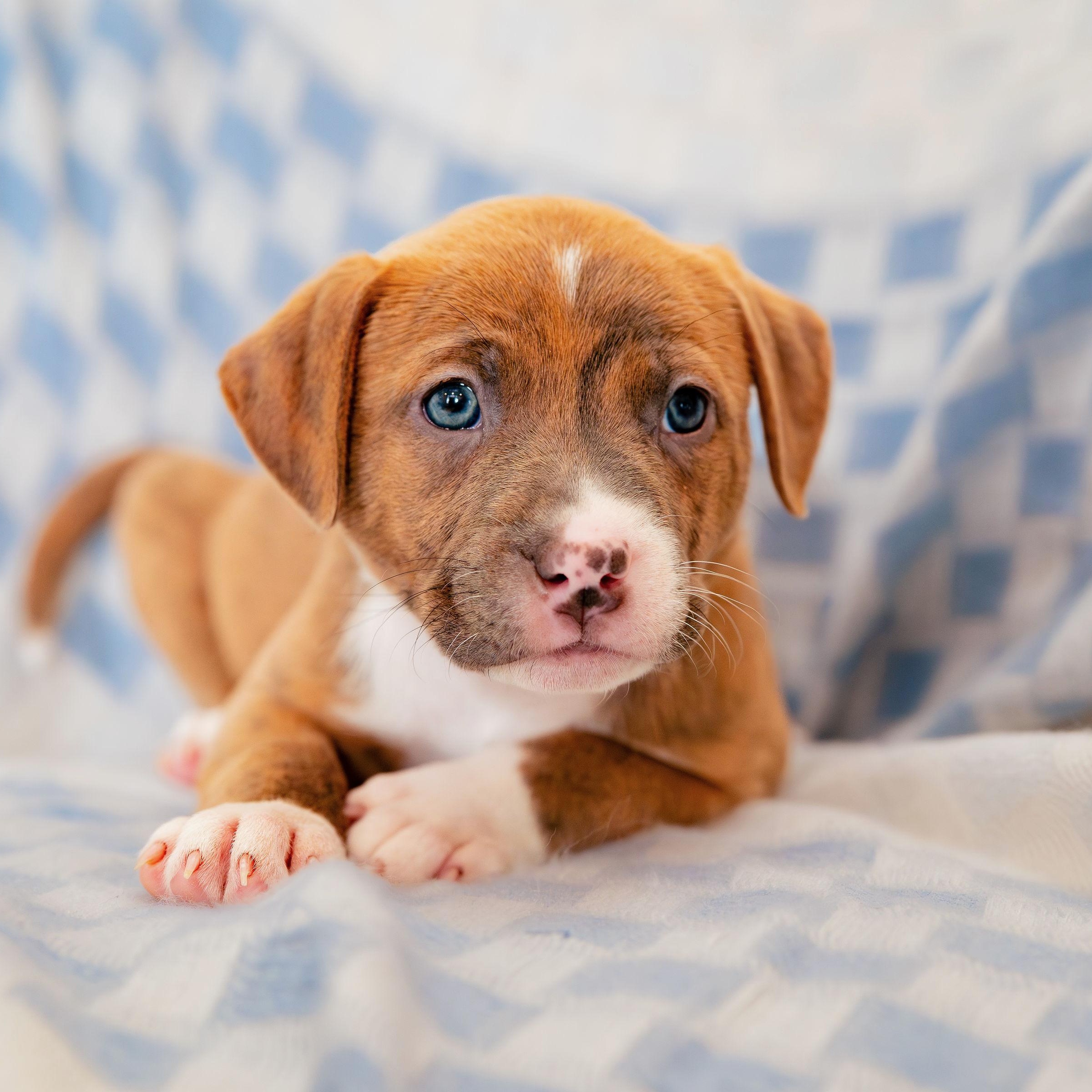 Enlarge Believe, a Adoptable mixed breed in Rock Hill, SC image 4/6