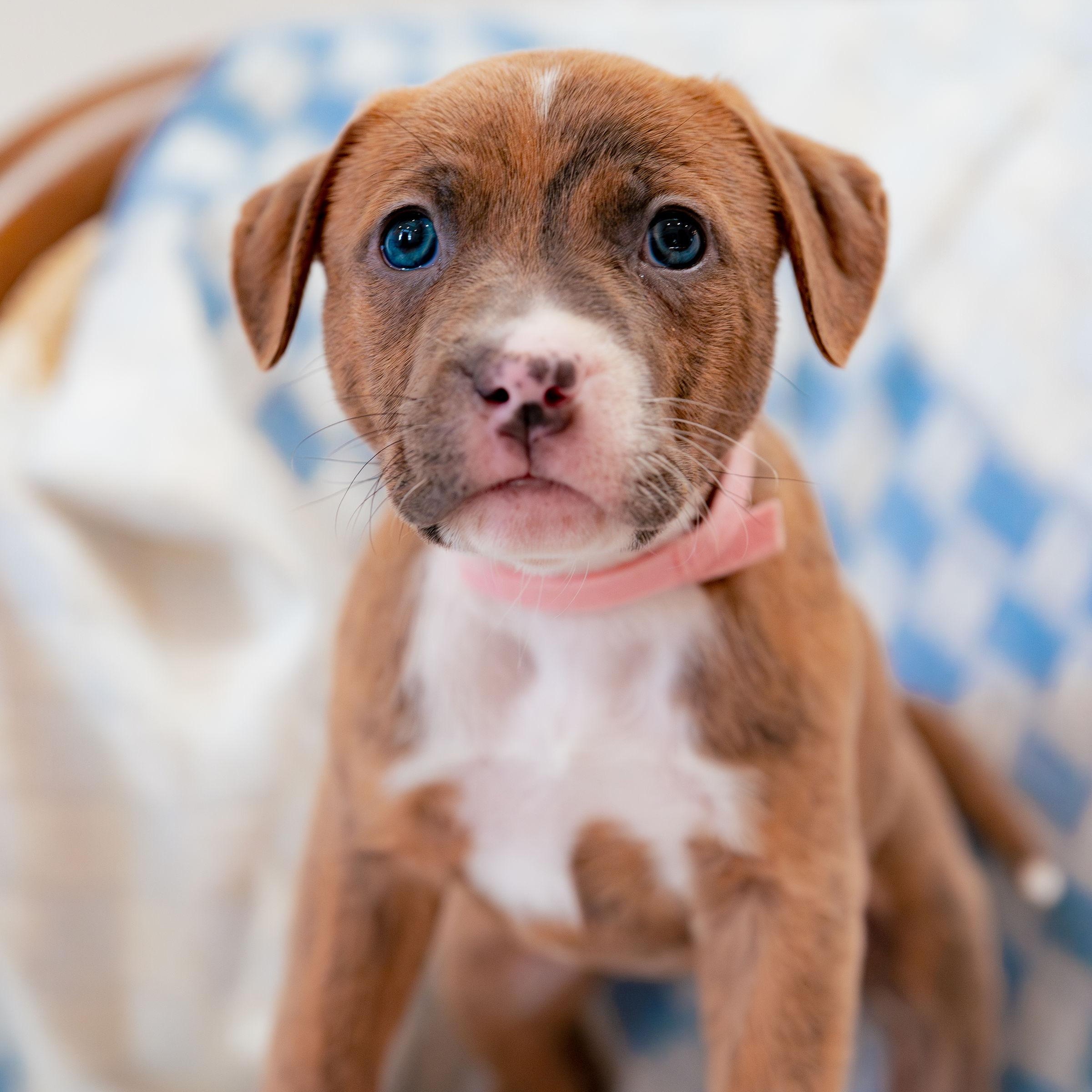 Enlarge Believe, a Adoptable mixed breed in Rock Hill, SC image 3/6