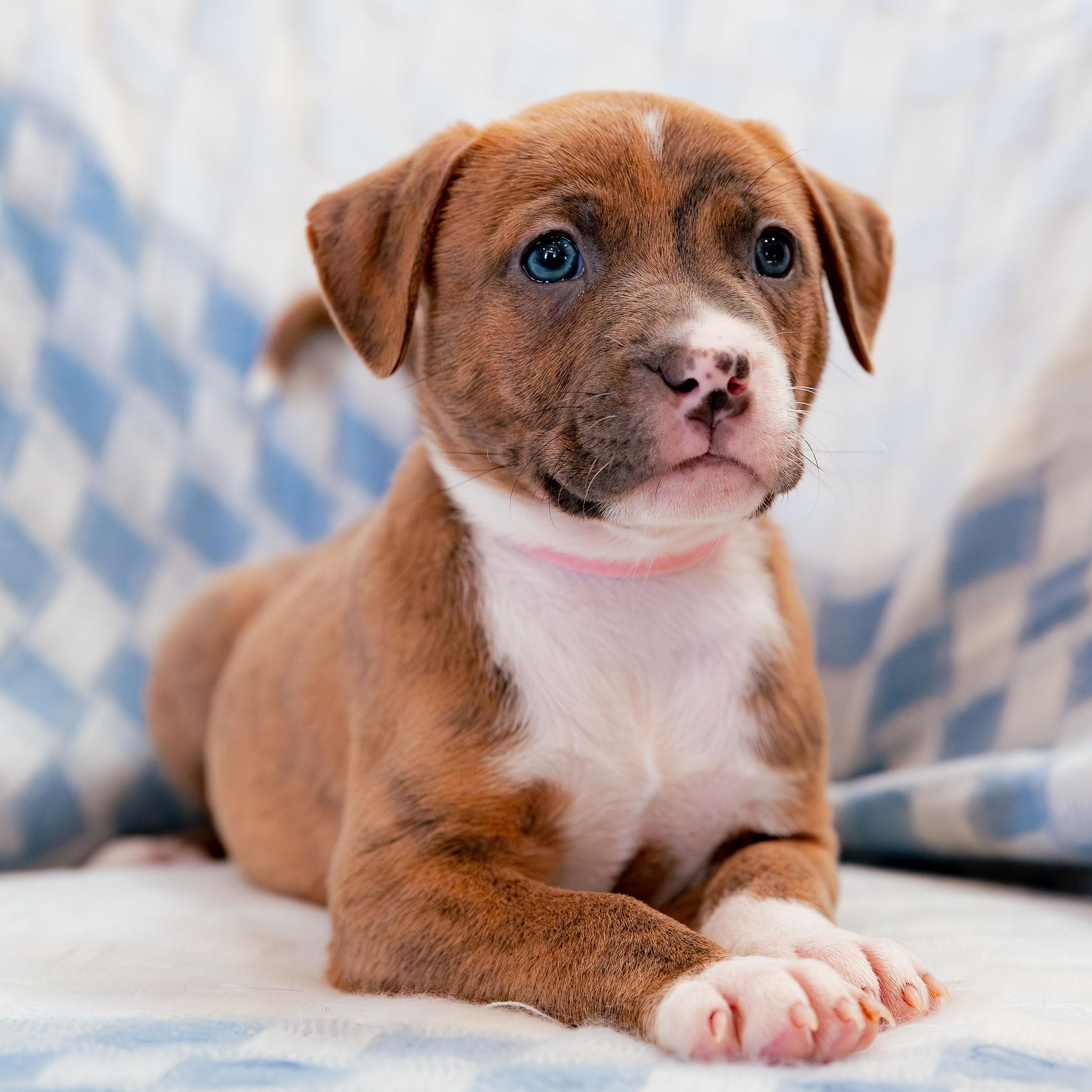 Enlarge Believe, a Adoptable mixed breed in Rock Hill, SC image 5/6