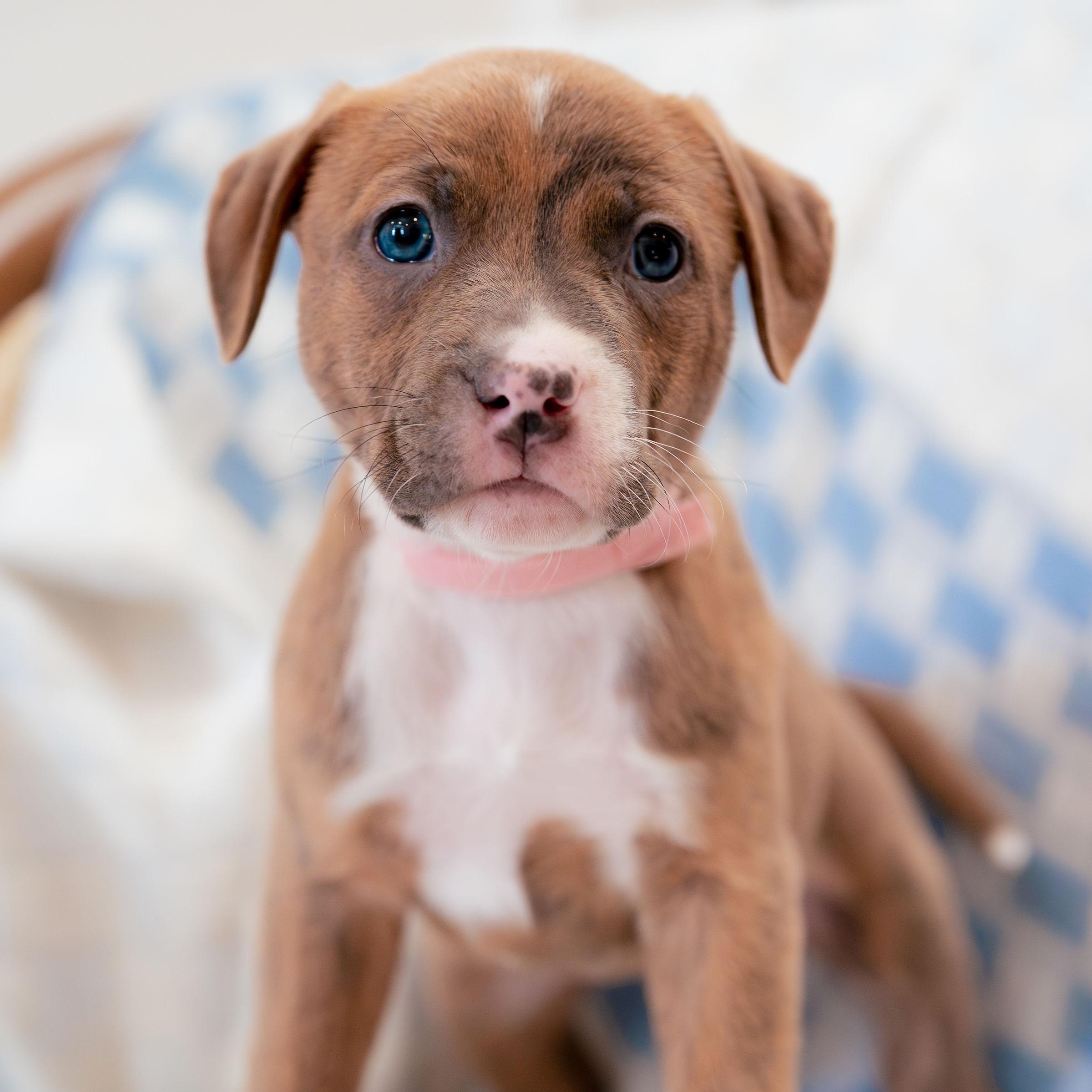 Believe, Adoptable, Puppy Female German Shorthaired Pointer.