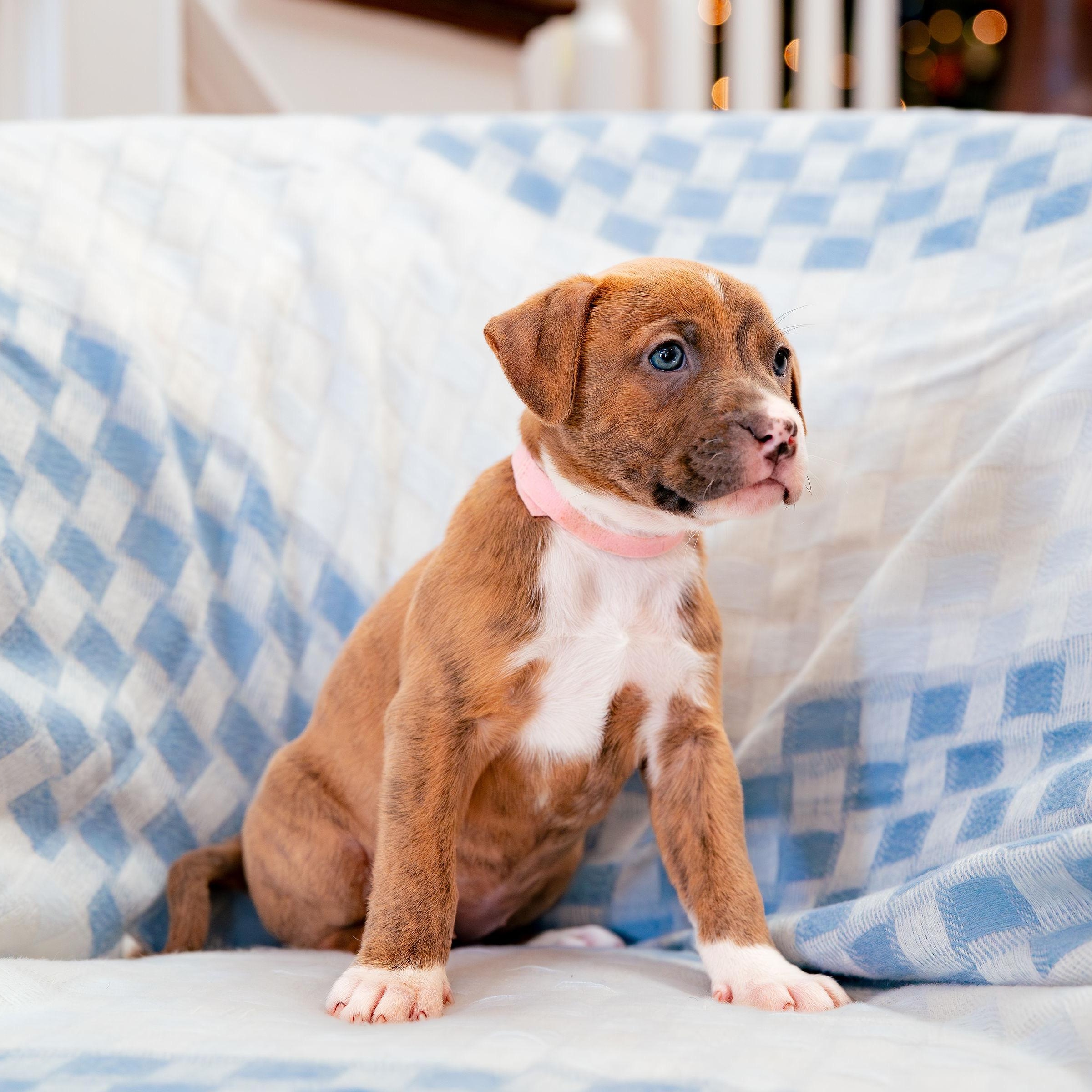 Enlarge Believe, a Adoptable mixed breed in Rock Hill, SC image 2/6