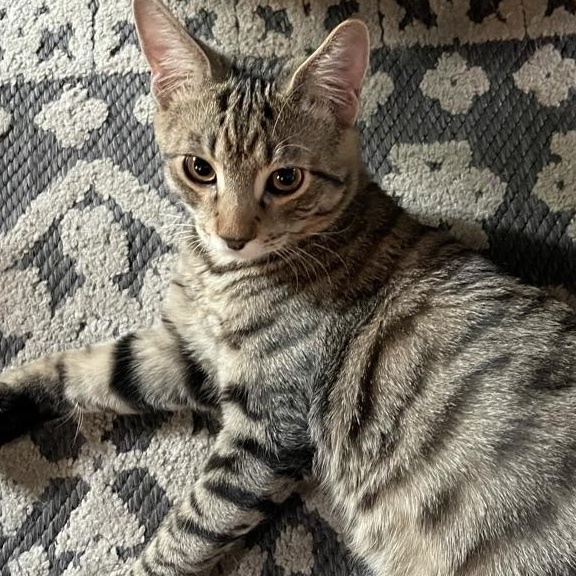 Wolfie, a ADOPTABLE Domestic Short Hair in Covina , CA image 1/2