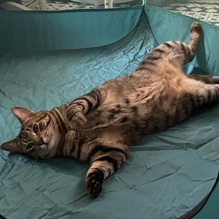 Wolfie, a ADOPTABLE Domestic Short Hair in Covina , CA image 2/2