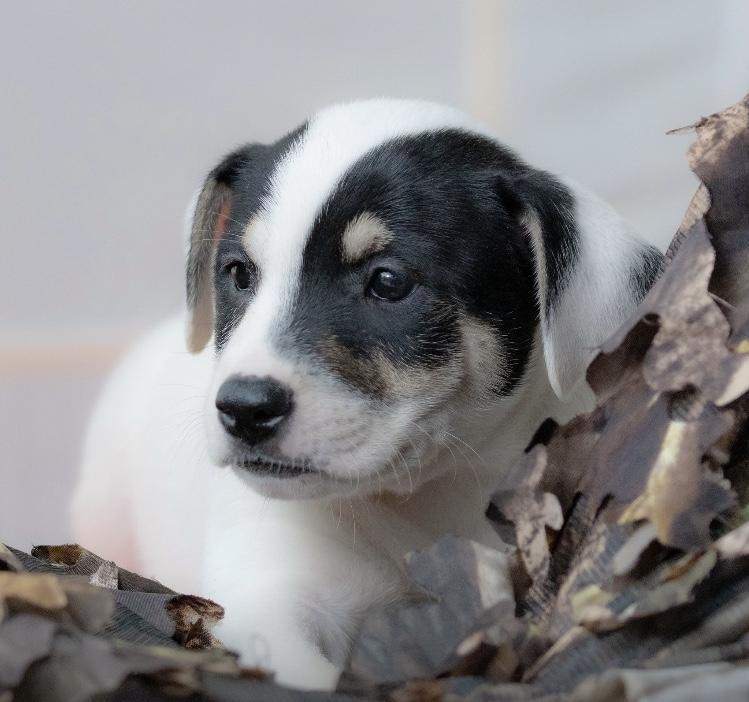 Enlarge Schubert, an adoptable mixed breed in Orlando, FL image 2/2