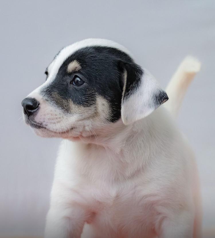 Schubert, adoptable, Puppy Male Labrador Retriever & Terrier.