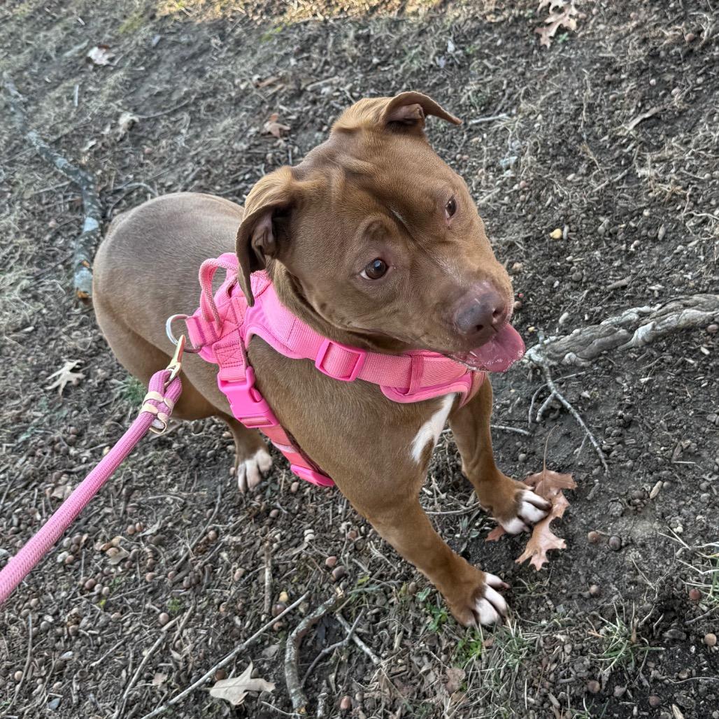 Zoey, Adoptable, Adult Female Pit Bull Terrier.