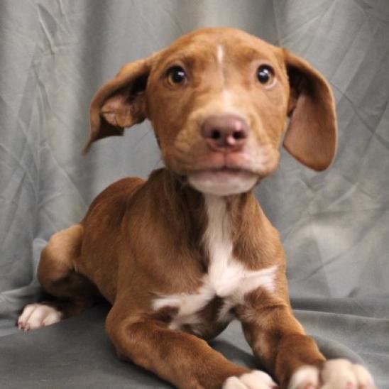 Enlarge Zoey, a Adoptable Pit Bull Terrier in Waldorf, MD image 2/2