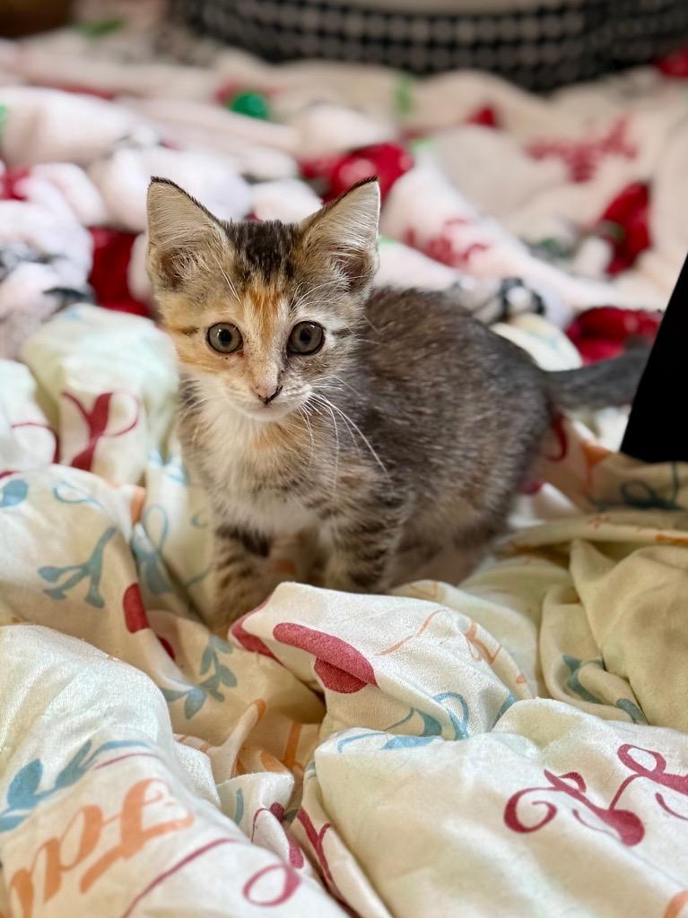 Honey, Adoptable, Kitten Female Domestic Short Hair.