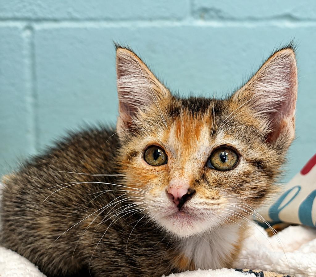 Enlarge Honey, a Adoptable mixed breed in Sherwood, AR image 2/2