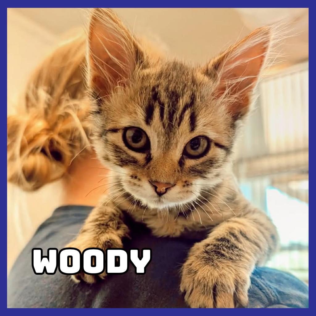 Woody, a Adoptable Domestic Medium Hair in Glenwood, MN image 1/2