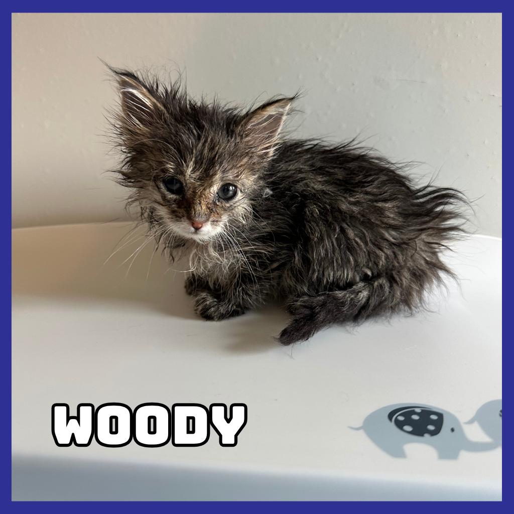 Woody, Adoptable, Kitten Male Domestic Medium Hair.