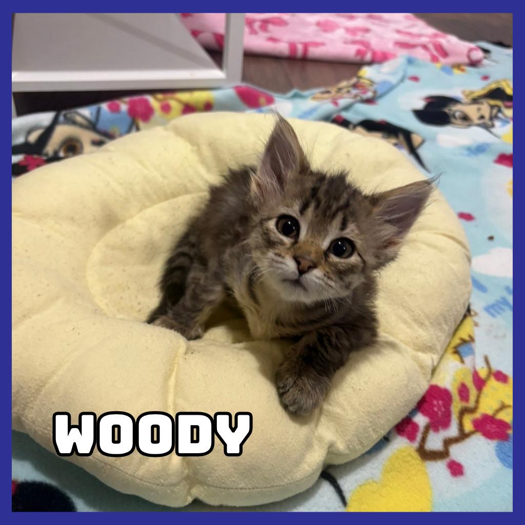 Woody, a Adoptable Domestic Medium Hair in Glenwood, MN image 2/2