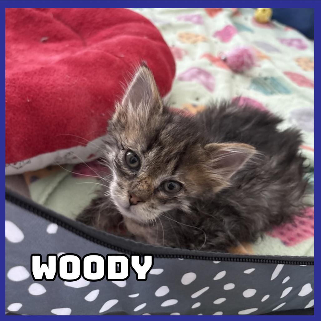 Enlarge Woody, a Adoptable Domestic Medium Hair in Glenwood, MN image 2/2