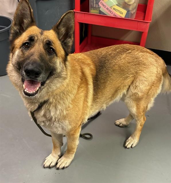 Davina, a ADOPTABLE German Shepherd Dog in Phoenix, OR image 4/4