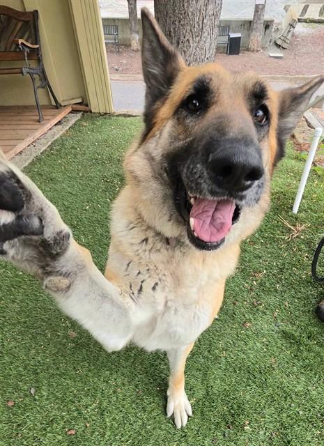Davina, a ADOPTABLE German Shepherd Dog in Phoenix, OR image 3/4